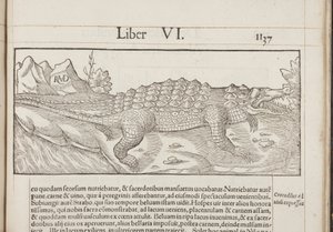 Cosmographia, Fol 1137, 1544