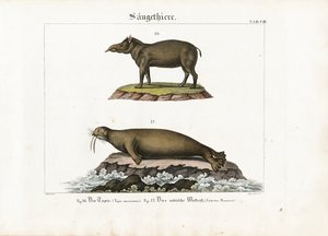 Tapir and Arctic Walrus by Senior Meyer