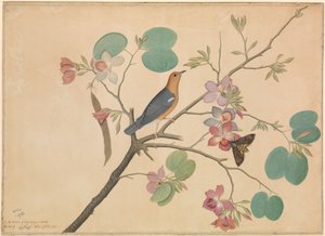 An Orange-Headed Ground Thrush and a Death