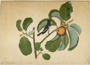 Oriental Magpie Robin with Katydid and Leaf Hopper on Monkey Jack Branch, folio from a Series Commissioned by Lady Impey