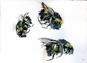 Bee Studies, 2024