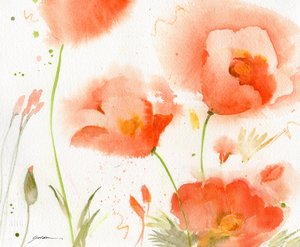 Soft Coral Poppies by Sheila Golden