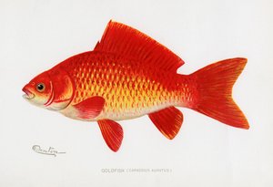 Goldfish (Carassius Auratus)