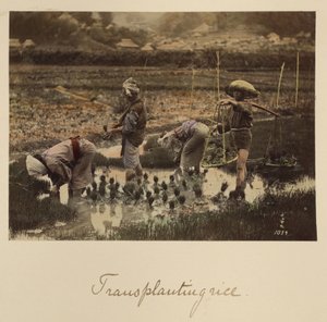 Transplanting Rice