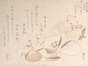 Cherry Blossoms and Shells