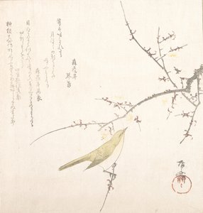 New Moon, Nightingale on a Plum Branch by Shinsai
