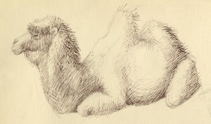 Camel, c1951