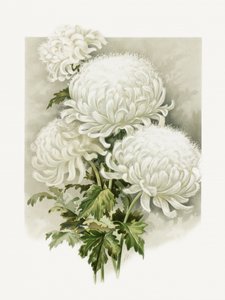 Mrs. Alpheus Hardy by Sidney Thomas Callowhill
