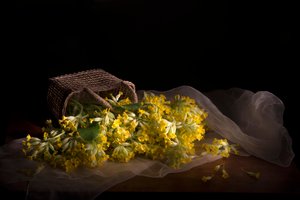 Delicate Primrose Spill by Silvija Danelsone