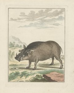 African Bush Pig by Simon Fokke