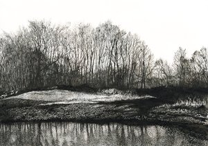 Stand of Birch Trees, Burying Hill Beach