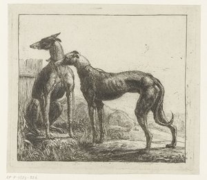 Two Greyhounds (Various Animals)