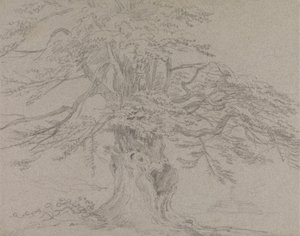Tree Study
