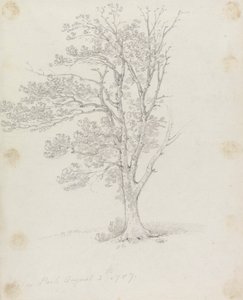 Tree at Easton Park