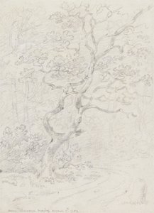 Trees, Near Lausanne
