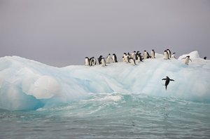 Adelie penguins, Pygoscelis adeliae, on an iceberg, 2022 by Sisse Brimberg