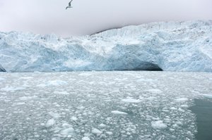 Ice chunks from nearby glaciers float in the Arctic sea, Svalbard Islands, Norway by Sisse Brimberg