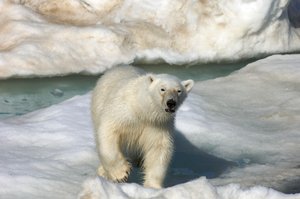 Polar bear walking across an ice floe, Svalbard Islands, Norway, 2022 (photo) by Sisse Brimberg