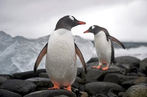Two gentoo penguins, Pygoscelis papua, on a rocky shore, Antarctica, 2022 by Sisse Brimberg