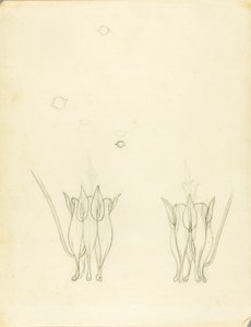 Acacias by Solon H. Borglum