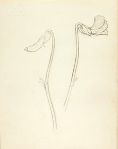 Closed and Open Flower by Solon H. Borglum
