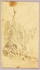 Foliage