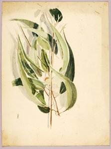 Plant Study by Solon H. Borglum