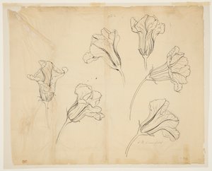 Studies of Squash or Pumpkin Blossoms by Sophia L. Crownfield