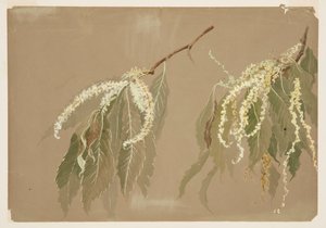 Study of Chestnut Tree Branches