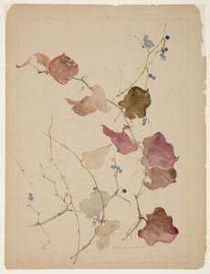 Study of Clematis Vine with Blue Berries by Sophia L. Crownfield