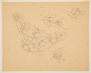 Study of Dogwood by Sophia L. Crownfield
