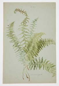 Study of Fern by Sophia L. Crownfield