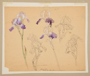 Study of Irises by Sophia L. Crownfield