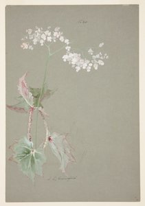 Study of Pink Begonia