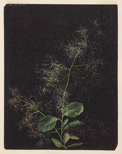 Study of Plant, Possibly Tufted Hairgrass by Sophia L. Crownfield