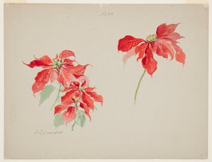 Study of Red Poinsettias by Sophia L. Crownfield