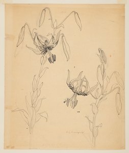 Study of Tiger Lilies by Sophia L. Crownfield