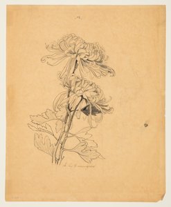 Study of Two Chrysanthemums by Sophia L. Crownfield