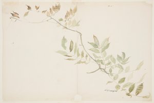 Study of Wisteria Foliage by Sophia L. Crownfield