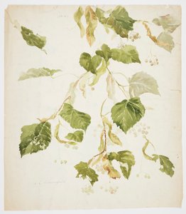 Study of a Linden Branch by Sophia L. Crownfield