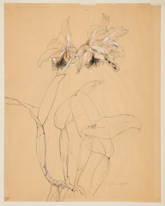 Study of an Orchid