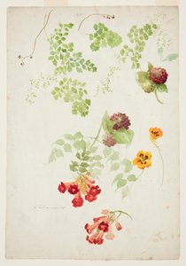 Study of Maidenhair Fern, Trumpet Vine and Nasturtium by Sophia L. Crownfield