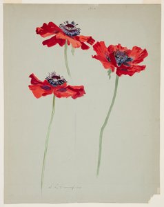 Three Studies of Poppies