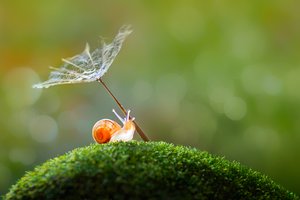 Tiny Snail Dandelion Umbrella by Sophie Pan