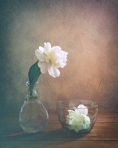 White Peony Still Life by Sophie Pan