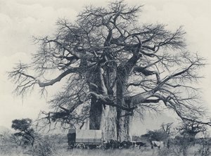 A Baobab Tree by South African Photographer