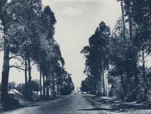 Avenue of Blue Gum Trees, Pretoria