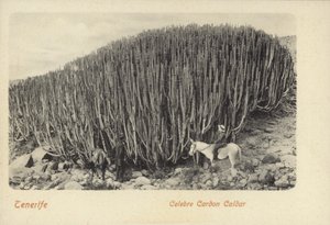 Men Viewing the Famous Cactus at Cardon in Tenerife by Spanish Photographer