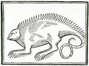 A Reptile found in the New World, from 
