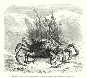 European spider crab (Maja squinado)